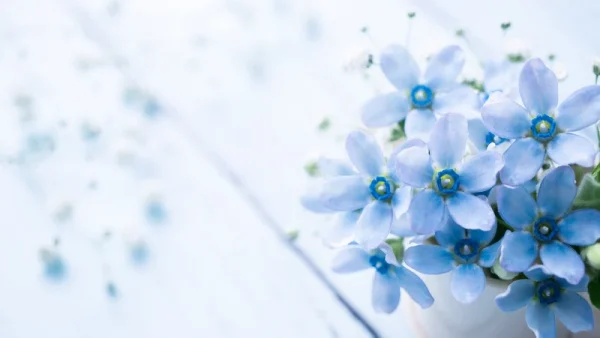 【城下町での出会い】 田中泰阿弥